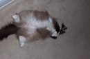 MaggieTummy * 1800 x 1200 * (443KB)