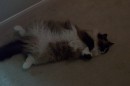 MaggieTummy2 * 1800 x 1200 * (554KB)