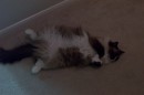 MaggieTummy3 * 1800 x 1200 * (551KB)
