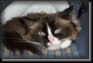 MaggieCarSeat * 1800 x 1200 * (431KB)