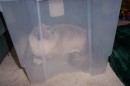KittyinaBox_resize * 800 x 533 * (91KB)