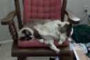 SnoringCats * 1800 x 1200 * (438KB)
