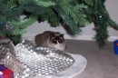 cat_tree1 * 1800 x 1200 * (702KB)