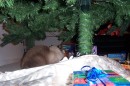 cat_tree3 * 1800 x 1200 * (671KB)